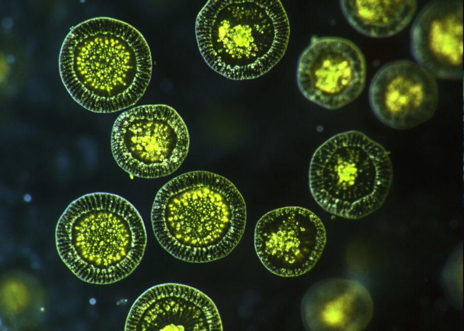 Polish algae experiment to be carried out on ISS &#8211; Science in Poland